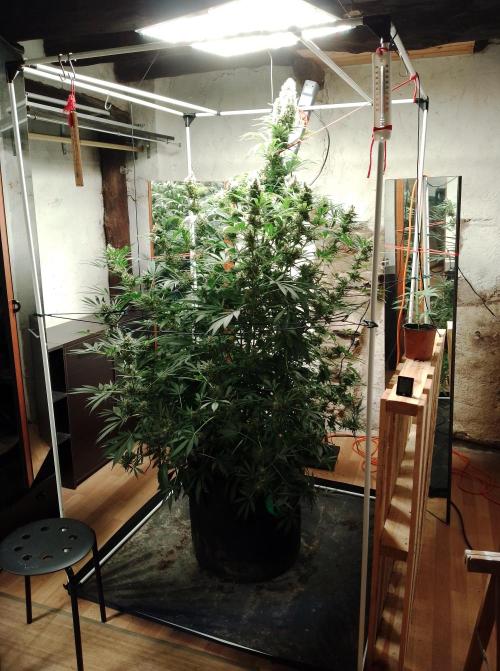 100l/26gal RQS Biscotti Experiment. Week 15