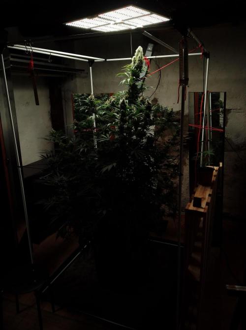100l/26gal RQS Biscotti Experiment. Week 15