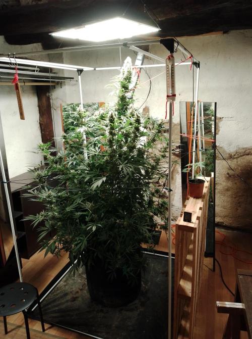 100l/26gal RQS Biscotti Experiment. Week 15