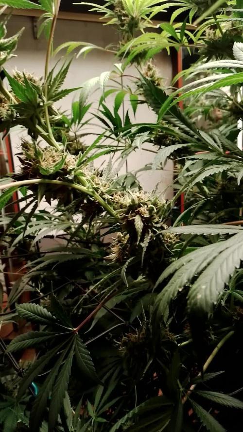 100l/26gal RQS Biscotti Experiment