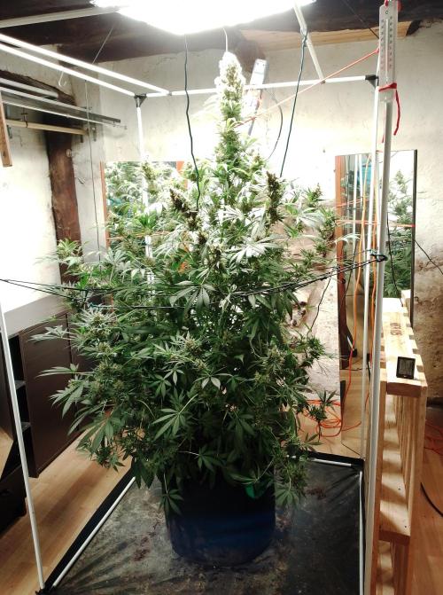 100l/26gal RQS Biscotti Experiment. Week 16