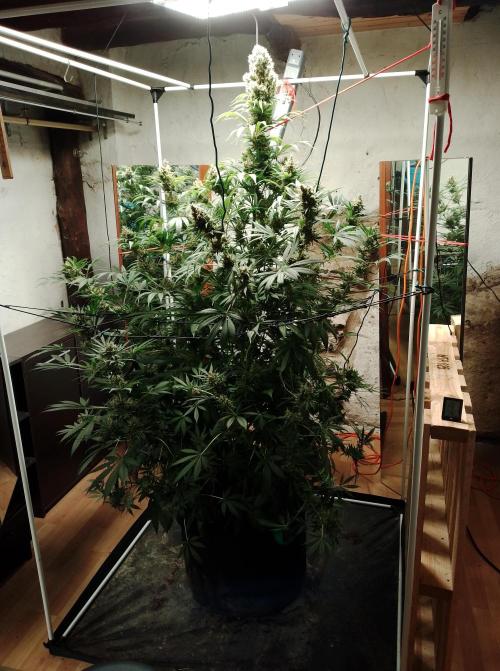 100l/26gal RQS Biscotti Experiment. Week 16