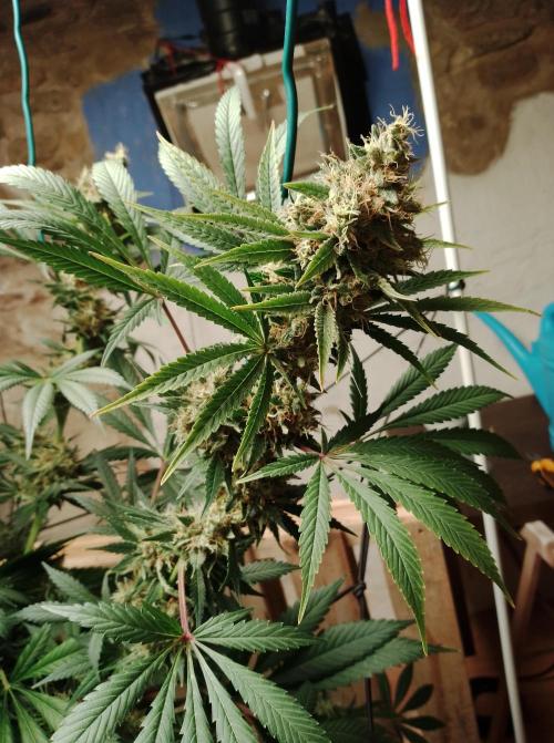 100l/26gal RQS Biscotti Experiment. Week 16