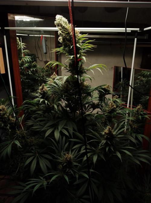 100l/26gal RQS Biscotti Experiment. Week 16