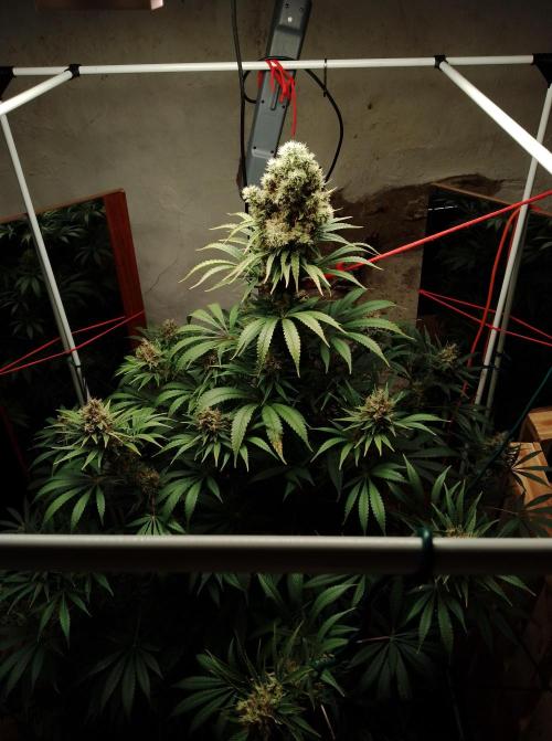 Biscotti. Week 16