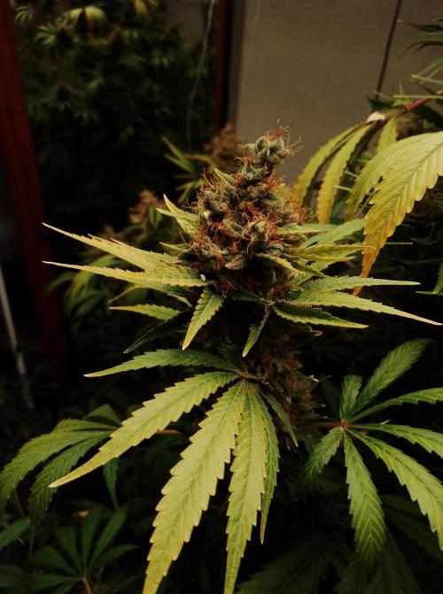 100l/26gal RQS Biscotti Experiment. Week 18