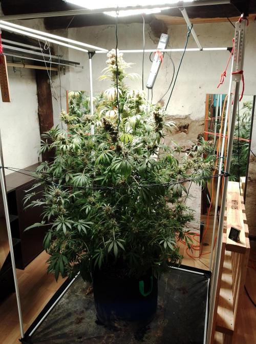 100l/26gal RQS Biscotti Experiment. Week 18