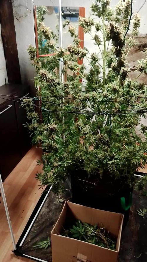 100l/26gal RQS Biscotti Experiment