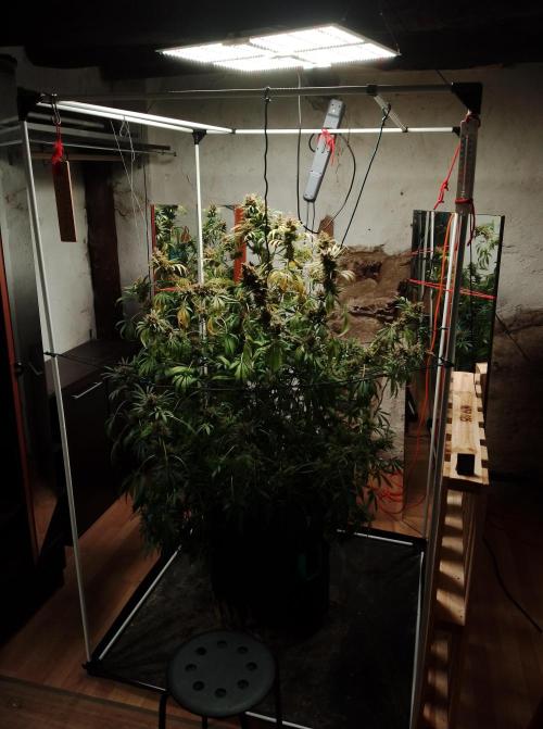 100l/26gal RQS Biscotti Experiment. Week 19