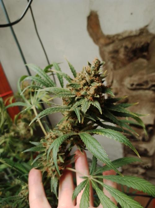 100l/26gal RQS Biscotti Experiment. Week 19