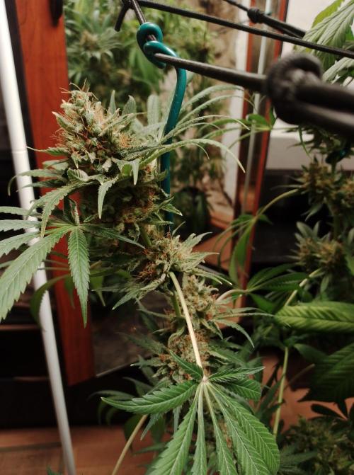 100l/26gal RQS Biscotti Experiment. Week 19