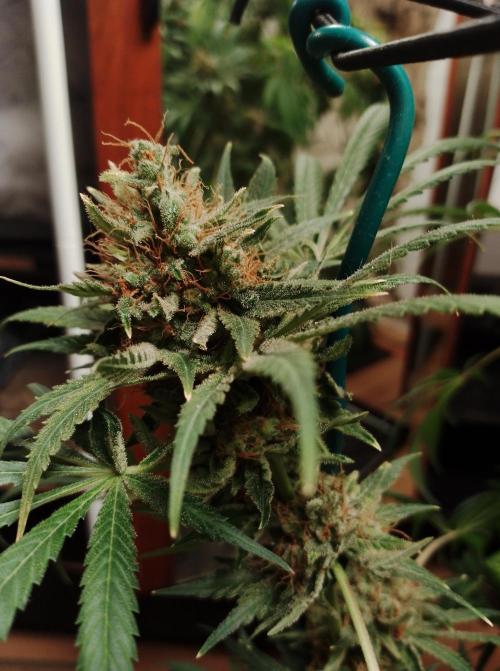 100l/26gal RQS Biscotti Experiment. Week 19