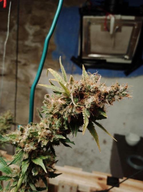 Biscotti. Week 19