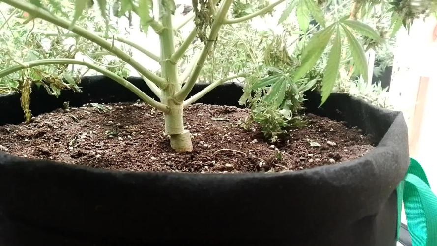 100l/26gal RQS Biscotti Experiment