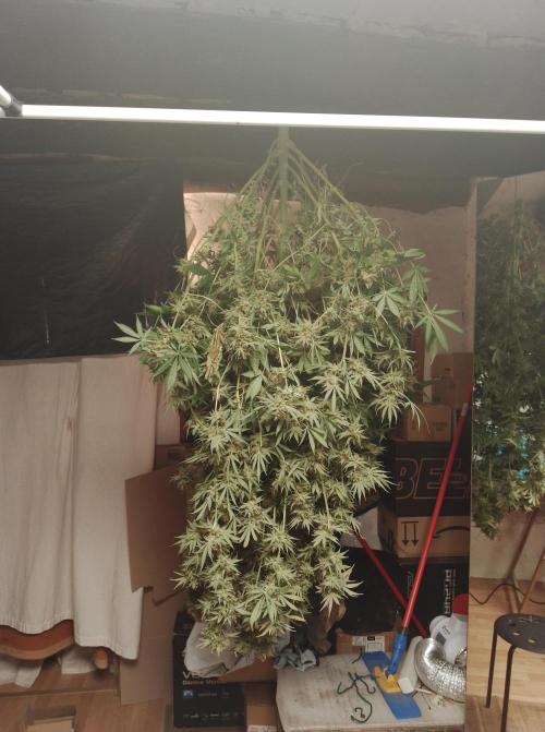 100l/26gal RQS Biscotti Experiment. Week 19