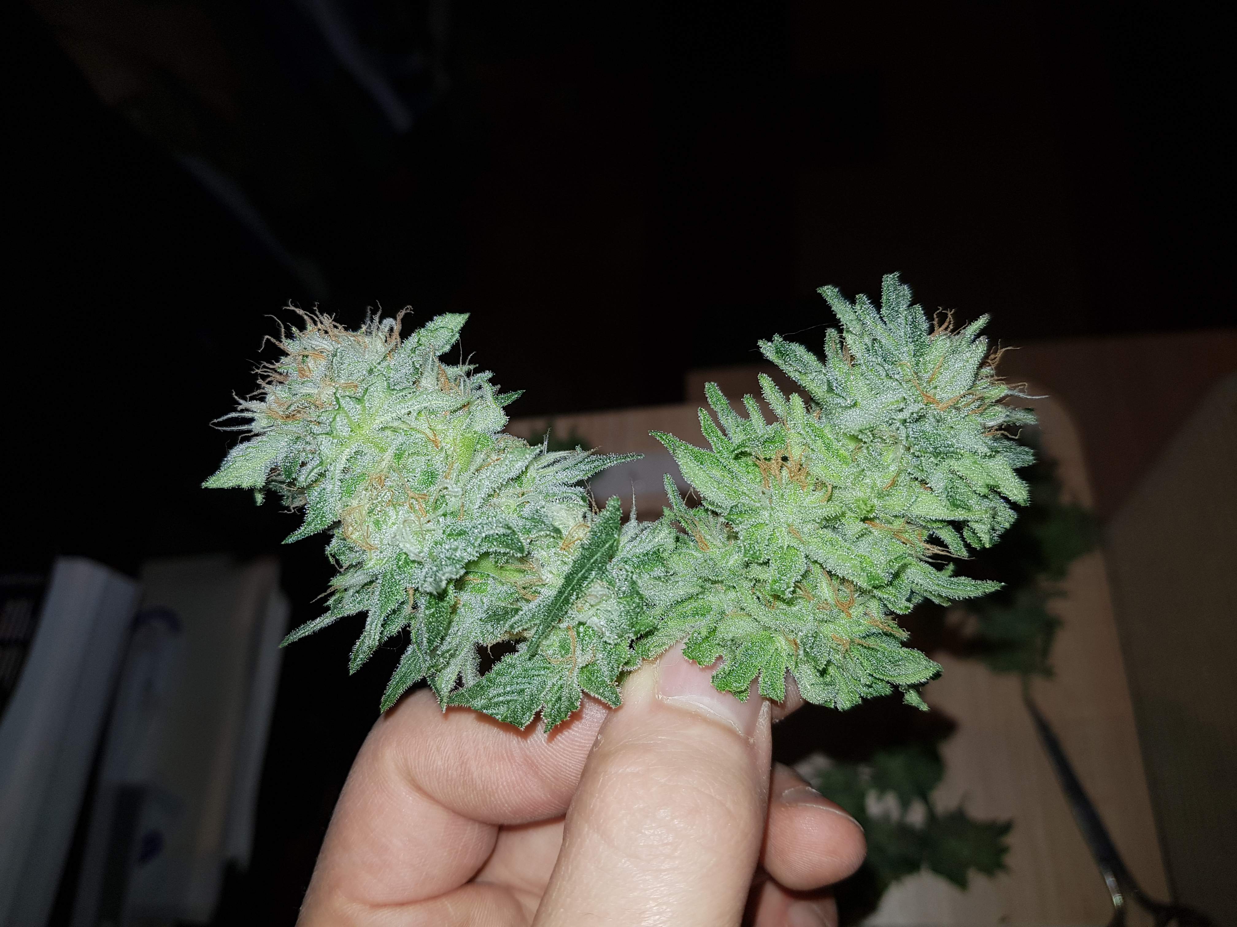 Blue Dream Strain Seeds For Sale USA - Weed Seeds USA