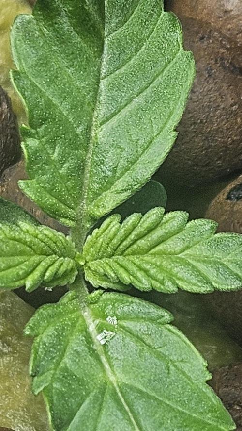 1st time hydro grow. Week 1 - Do they look normal and healthy