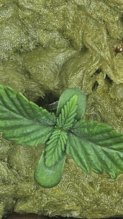 1st time hydro grow. Week 1