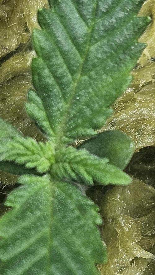 1st time hydro grow. Week 1