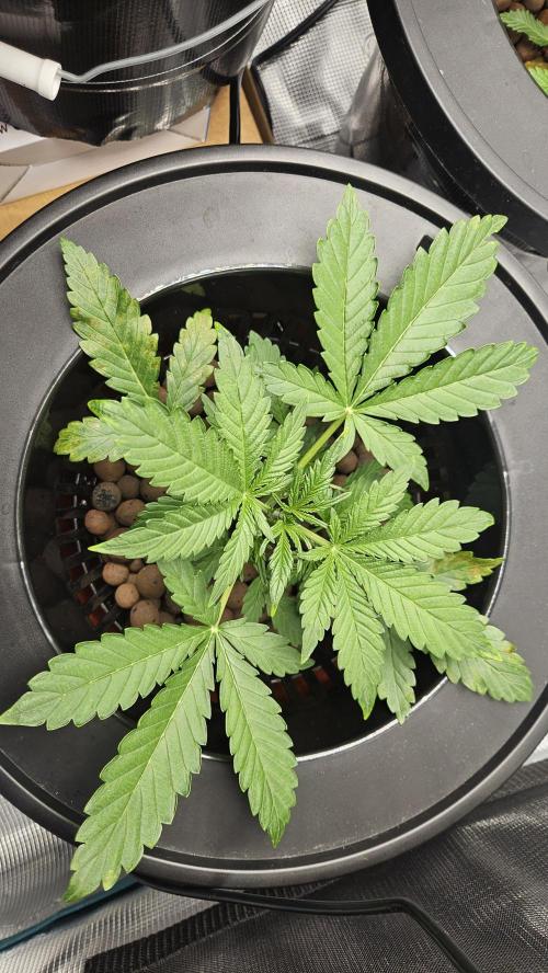 1st time hydro grow. Week 3 - 3 weeks old, some rust spots.