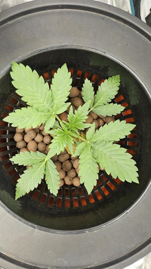 1st time hydro grow. Week 3 - 3 weeks old 