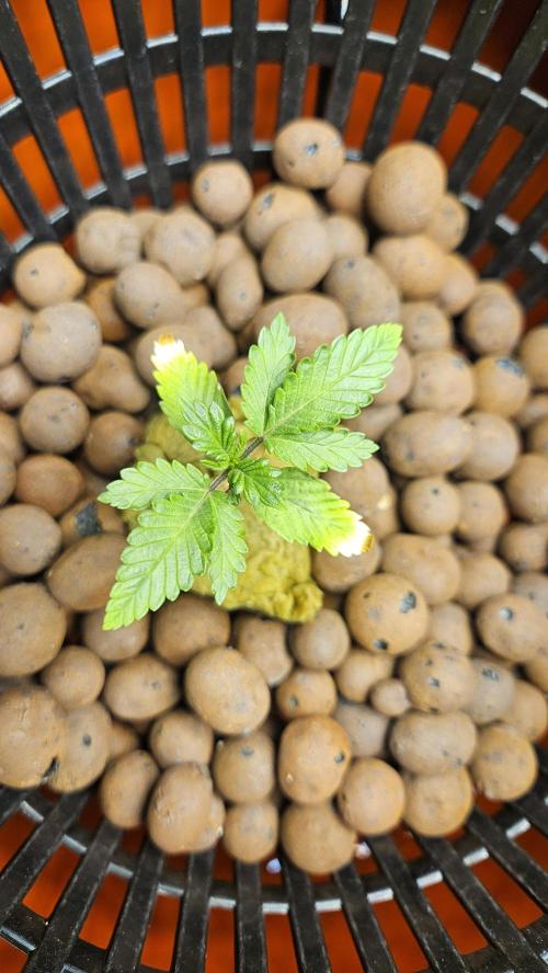 1st time hydro grow. Week 3 - 3 weeks old but suffered nutrient burn badly.