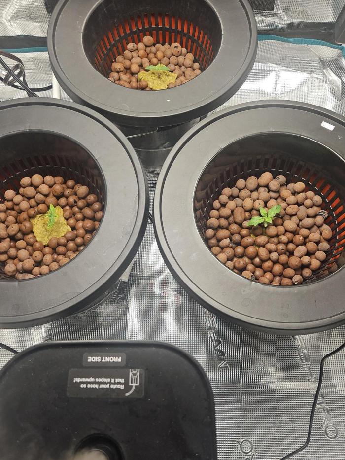 1st time hydro grow. Week 2 - Front ones are gummi bears and back one is blue dream. Random seeds