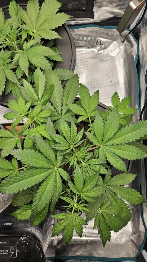 1st time hydro grow. Week 4 - Started 7th node, will top in few days back to 6th node. Healthy plant