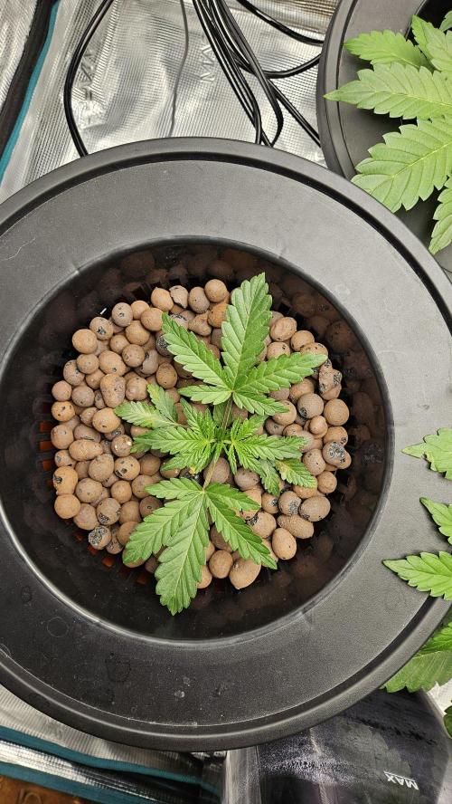 1st time hydro grow. Week 4 - My PLUNDER! Good root system finally. But root rot started showing. Hygrozyme'd 