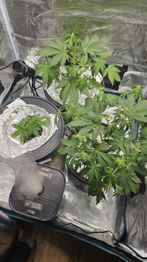 1st time hydro grow. Week 5