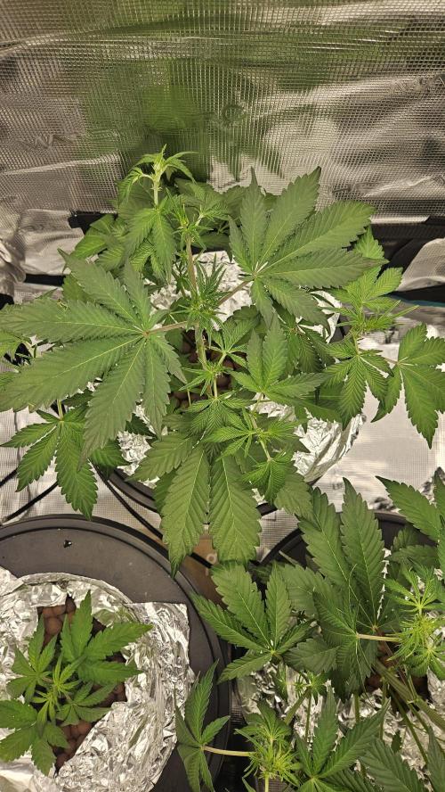 1st time hydro grow. Week 5