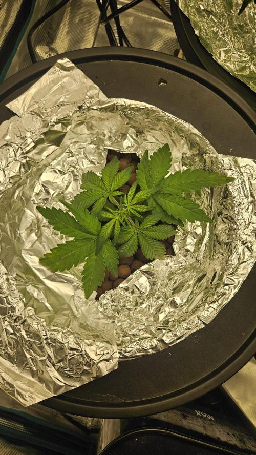 1st time hydro grow. Week 5