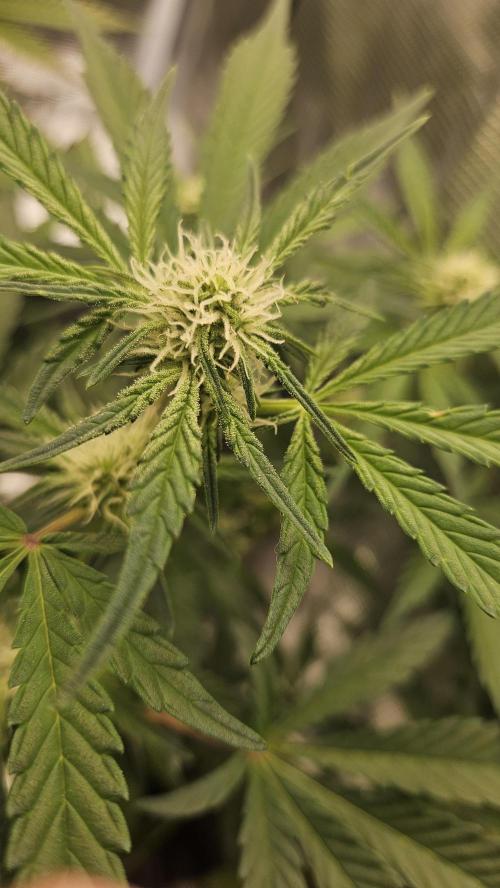 1st time hydro grow. Week 6 - Some fuzz occurring 