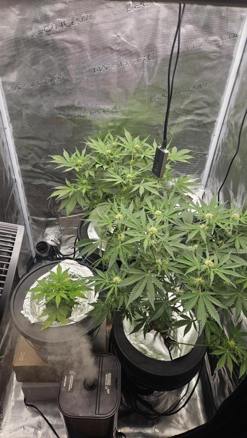 1st time hydro grow. Week 6