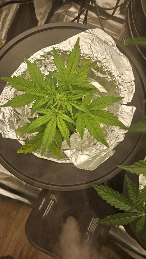 1st time hydro grow. Week 6 - Still struggles but is flowering. This is a stunted plant 100%