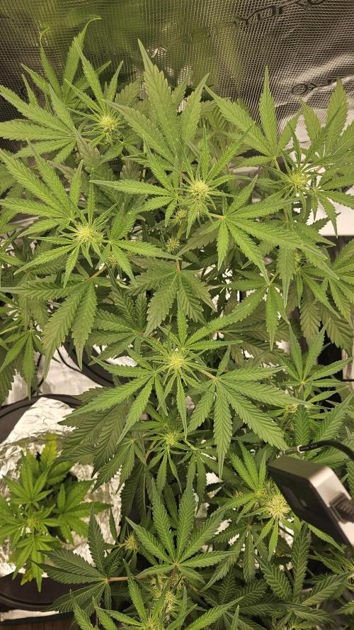 1st time hydro grow. Week 6