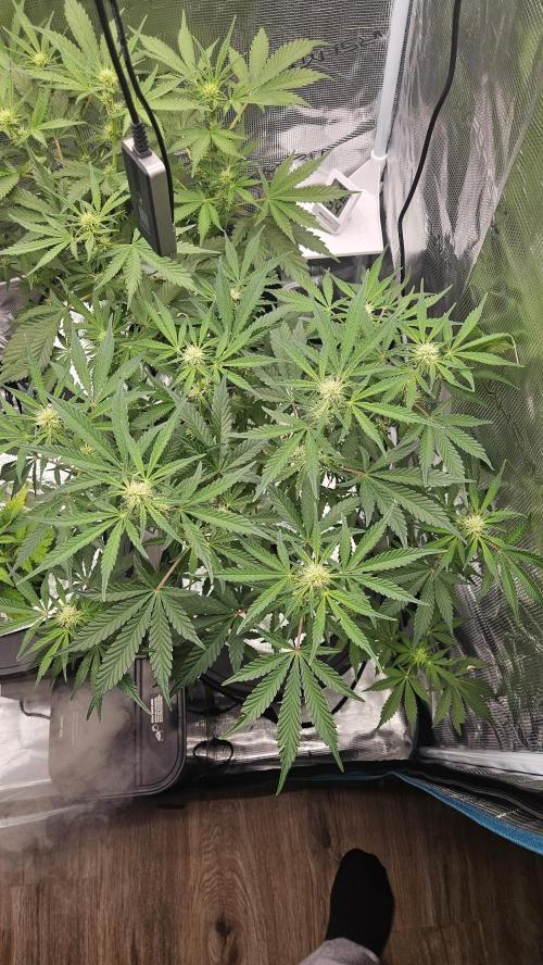 1st time hydro grow. Week 6