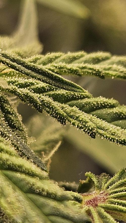 1st time hydro grow. Week 6 - Trichomes coming in