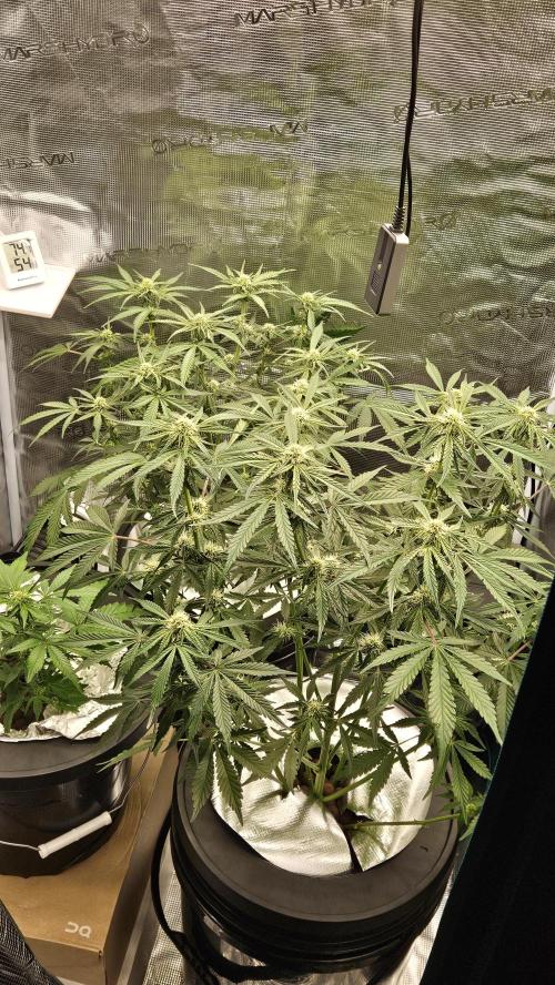 1st time hydro grow. Week 7