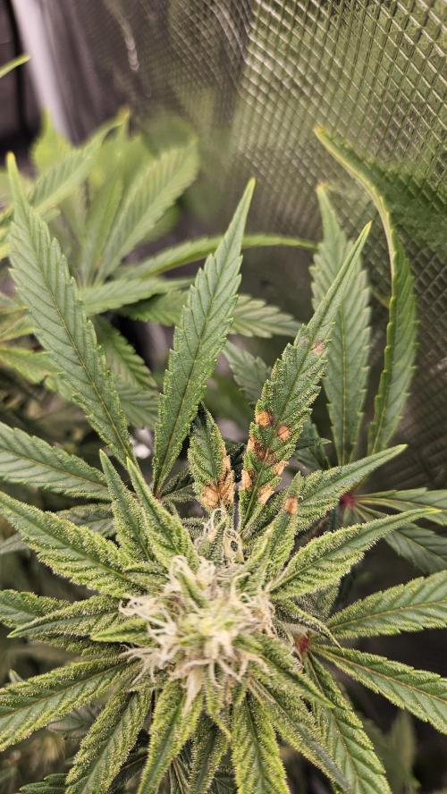 1st time hydro grow. Week 7 - This occurred 1 day after reservoir change. Just on 1 leaf