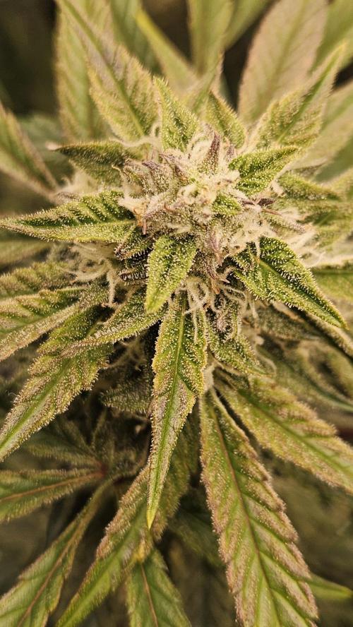 1st time hydro grow. Week 8