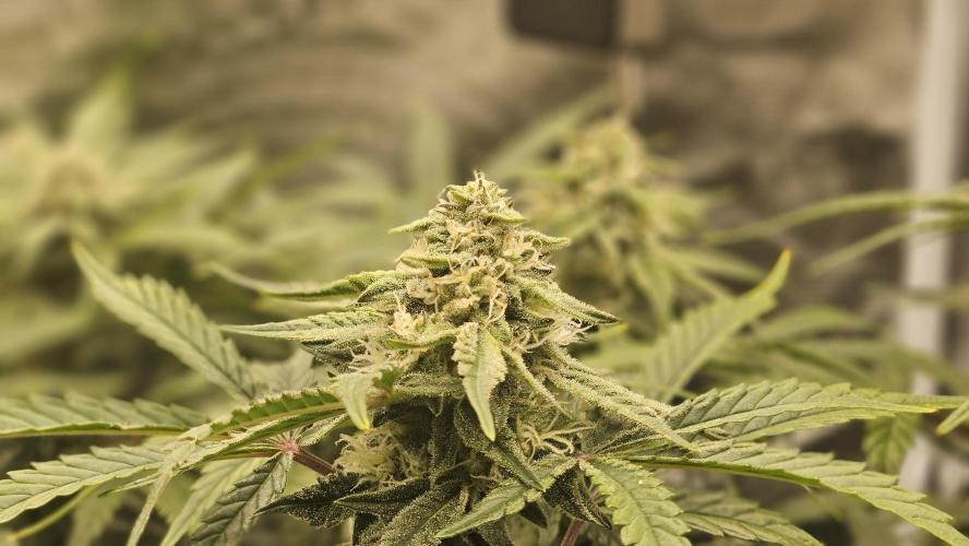 1st time hydro grow. Week 8
