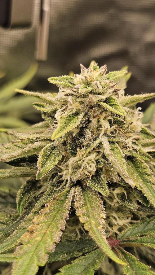1st time hydro grow. Week 9