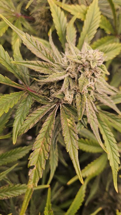 1st time hydro grow. Week 9