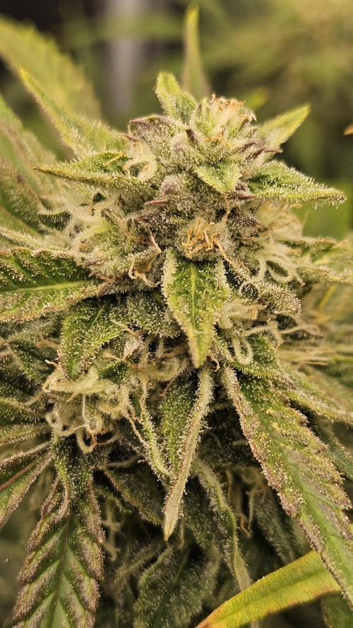 1st time hydro grow. Week 9