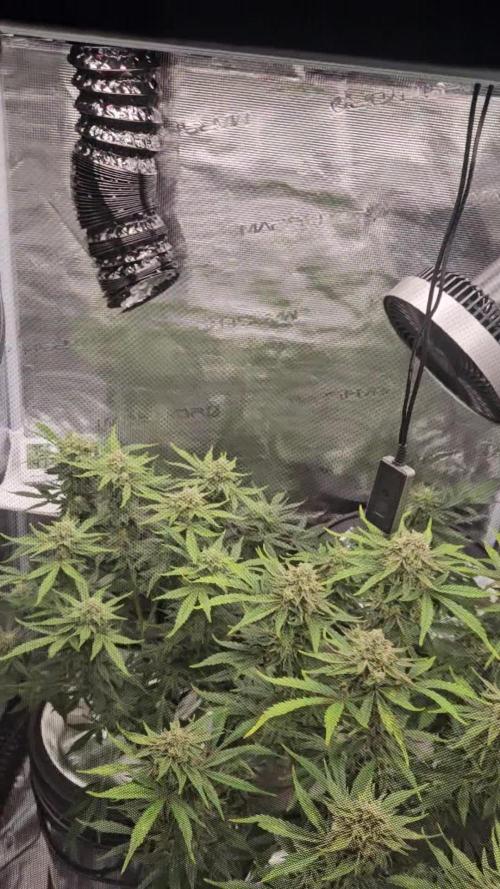 1st time hydro grow