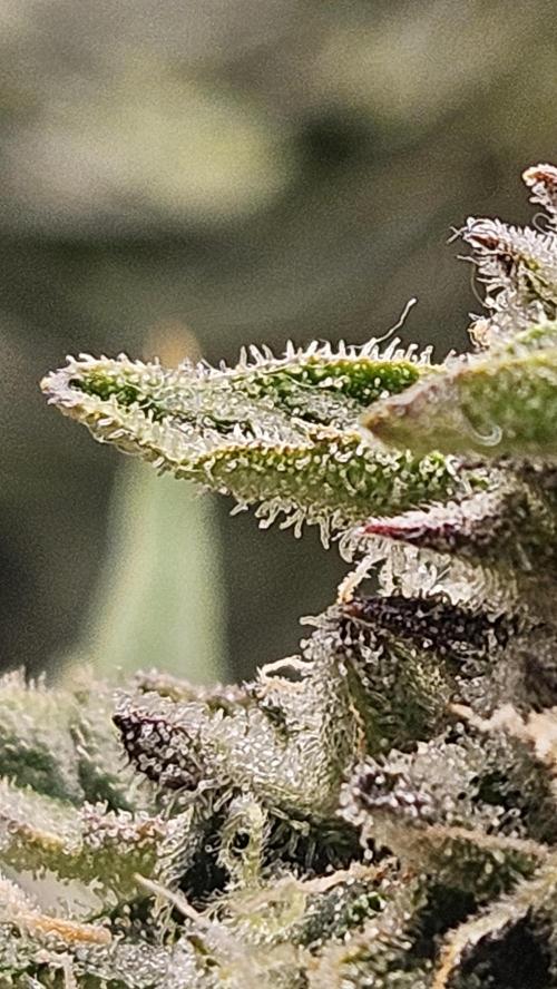 1st time hydro grow. Week 10