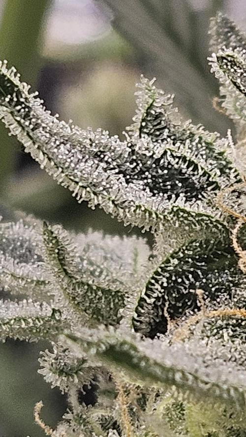 1st time hydro grow. Week 10