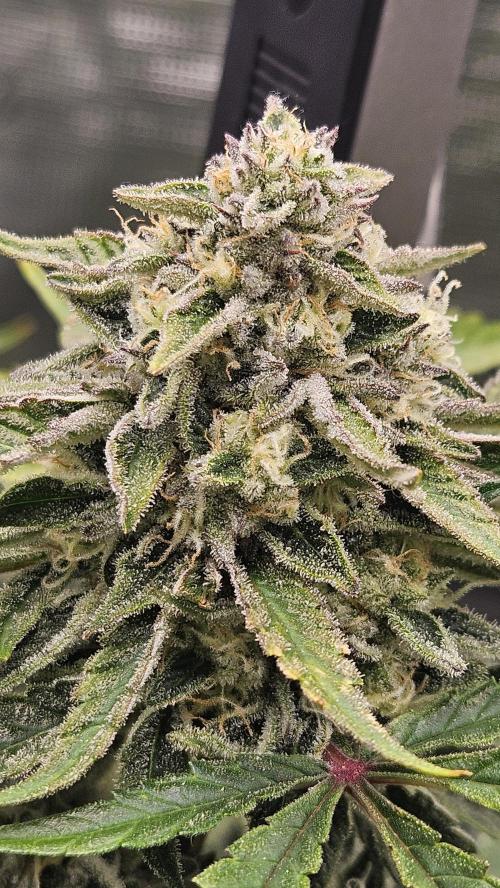 1st time hydro grow. Week 10