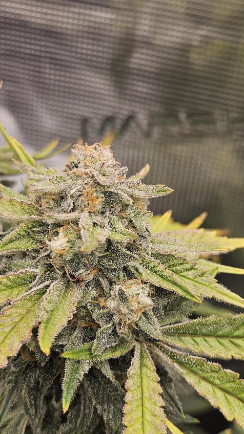 1st time hydro grow. Week 11